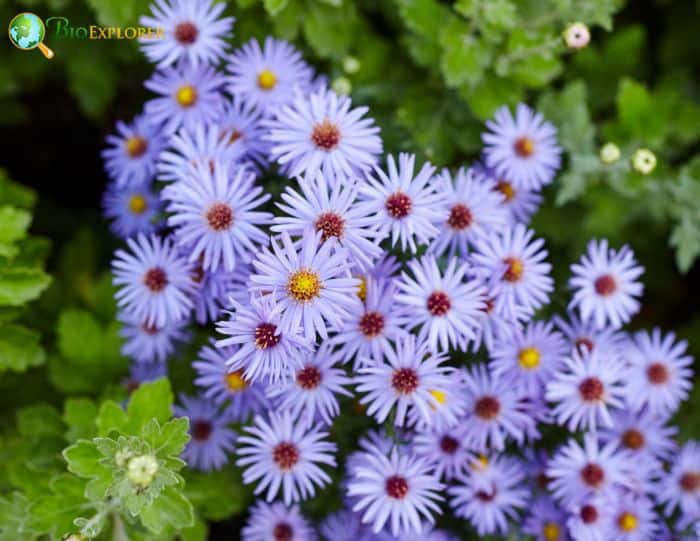 Wild Blue Aster