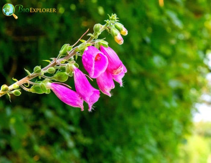 Wild Foxglove 