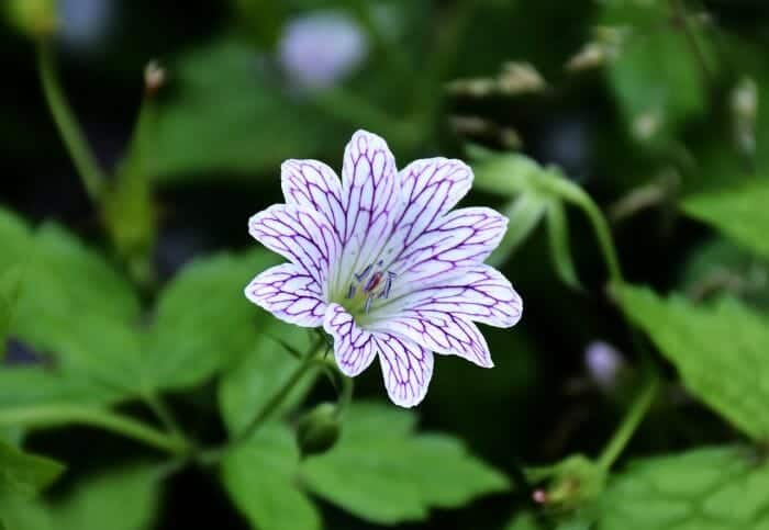 Wild Geraniums