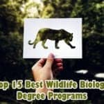 Wildlife Biology Degree Programs