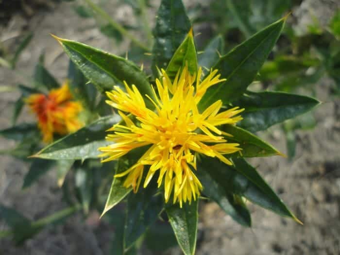 Woolly Safflower