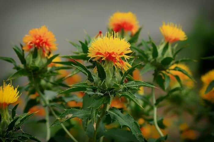 Woolly Star Thistle