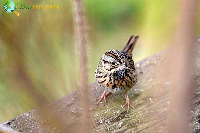 Wrens In Animal Kingdom