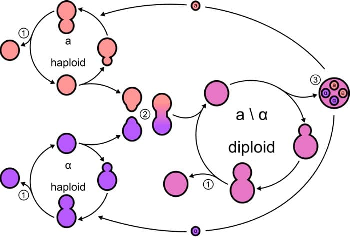 Yeast Life cycle