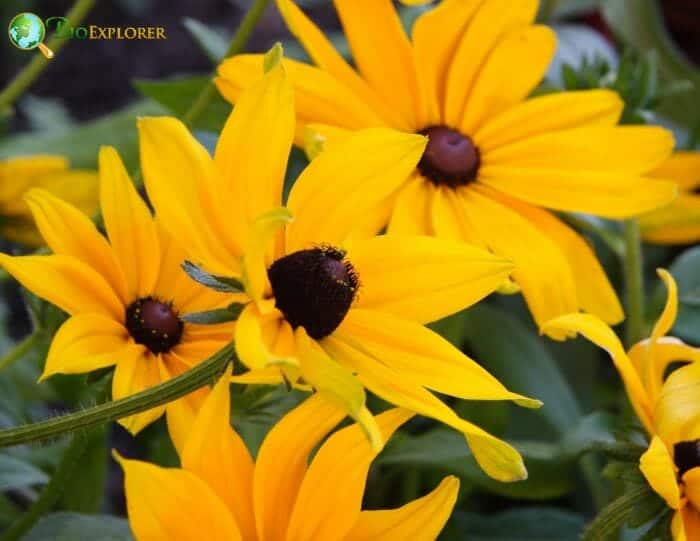 Yellow Black Eyed Susan Flowers