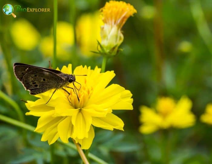 Yellow Cosmosflower Beggarticks