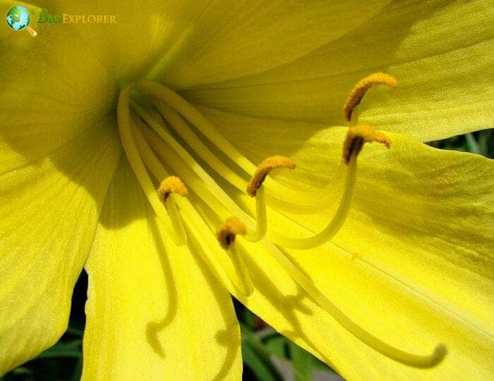 Yellow Daylily Flower