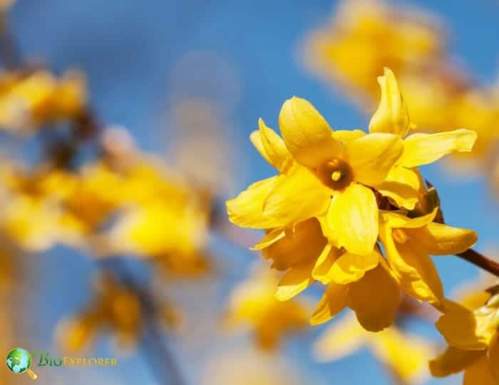 Yellow Forsythia Flowers