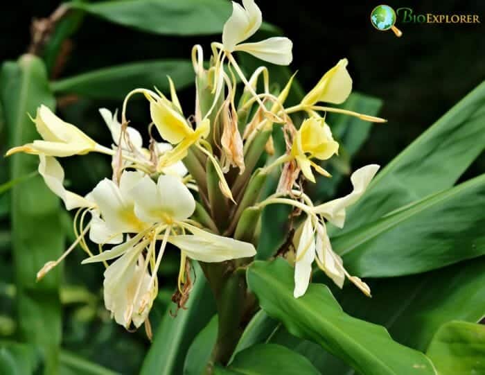 Yellow Ginger Flowers