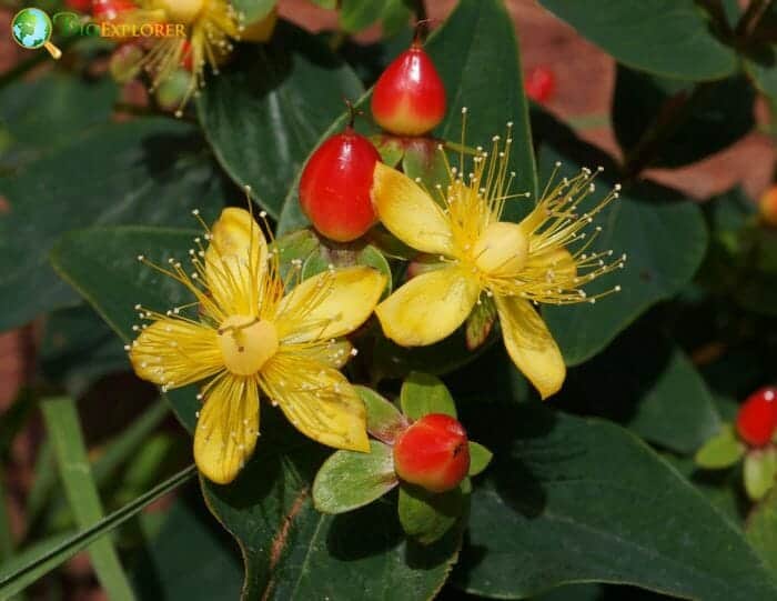 Yellow Hypericum Berry Flowers