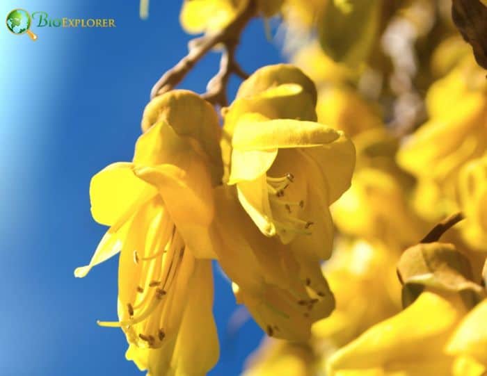 Yellow Mamane Flowers