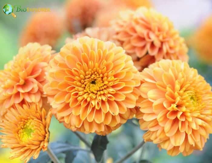 Yellow Mums Flowers