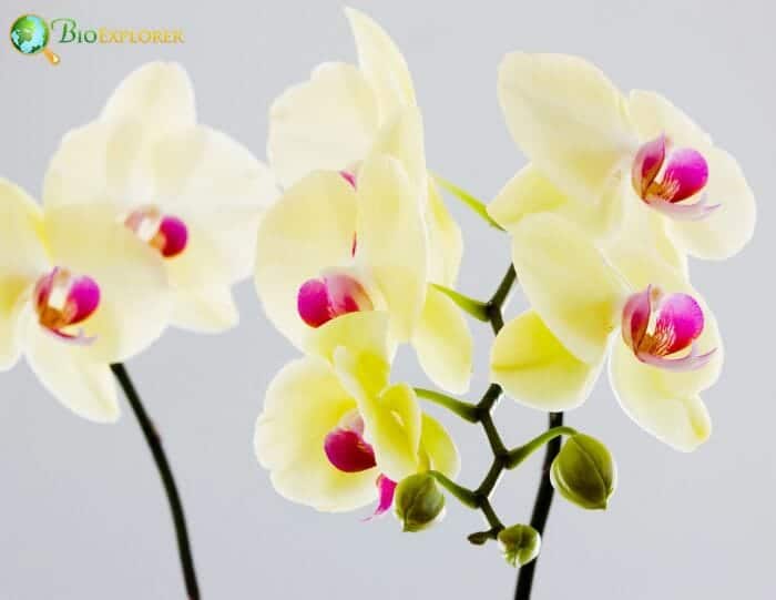 Yellow Phalaenopsis Flowers