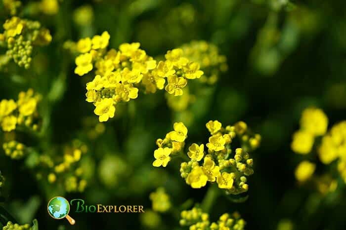 Yellow Alyssum