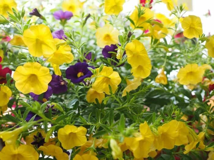 Yellow Calibrachoa Flowers