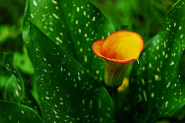 Yellow Calla Lily Flower