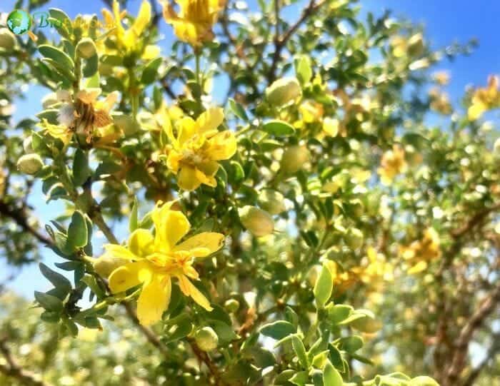 Yellow Creosote Bush