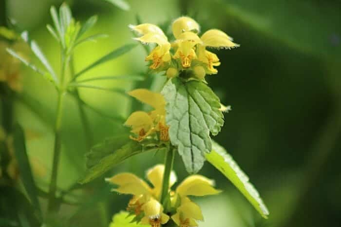 Yellow Dead Nettle Flower