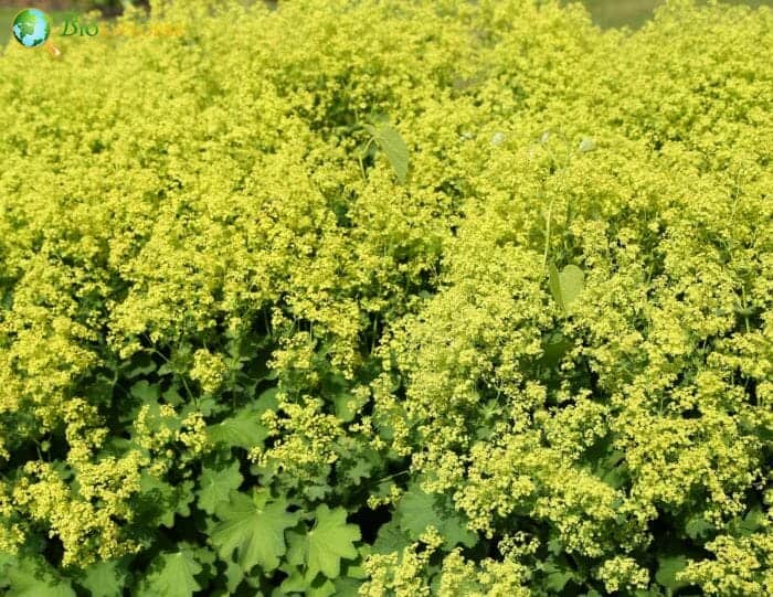 Yellow Lady's Mantle Flowers