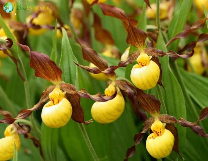 Yellow Lady's Slipper Flowers