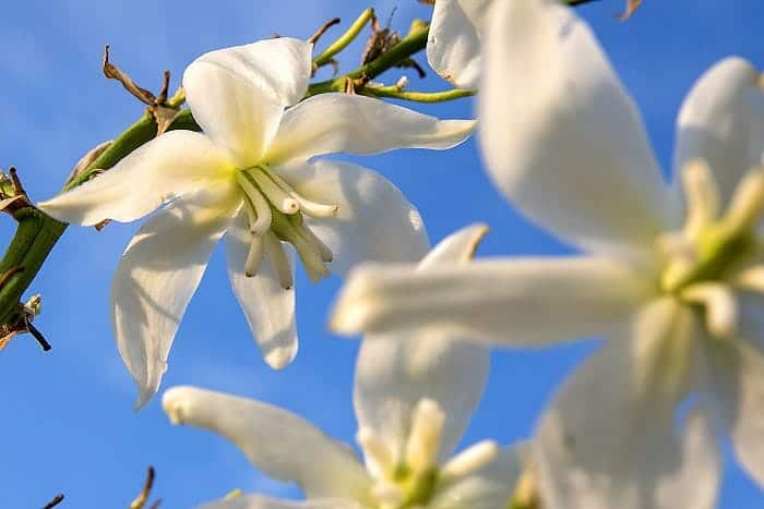 Yucca (Spanish Bayonet)