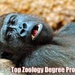 Zoology Degree Programs