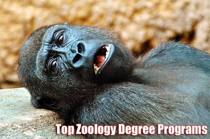 Zoology Degree Programs